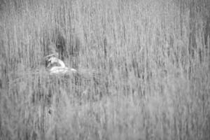 cisne mudo em preto e branco, reproduzindo em um ninho nos juncos nos darrs perto de zingst. foto