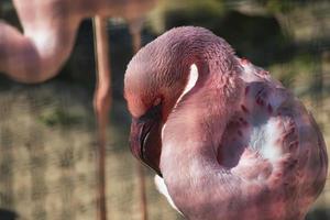 flamingo no zoológico de berlim na alemanha foto