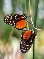 borboleta colorida em uma folha, flor. elegante e delicado foto