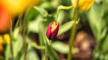 tulipa vermelha cortada e filmada com bokeh em um prado na primavera. foto