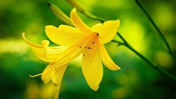 lindo lírio amarelo com lindo bokeh. folhas verdes completam a harmonia de cores. foto