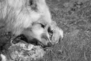 jovem lobo branco, em preto branco, capturado no wolfspark werner freund enquanto se alimenta. foto