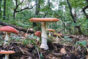 um grupo de cogumelos venenosos em uma floresta decídua no darss. foto