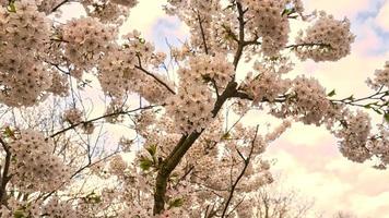 flores de cerejeira no jardim britzer em berlim. na primavera esses lindos foto