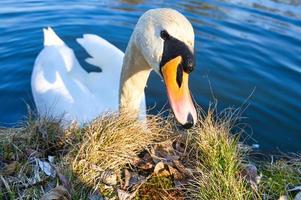 cisne mudo na praia. olhar interessado da ave aquática. pássaro de Brandemburgo foto