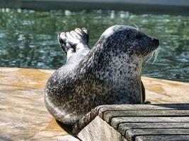 Foca do mar bonito no zoológico de berlim foto