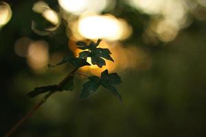 pôr do sol nos arredores de Berlim. plantas como silhueta em primeiro plano. foto