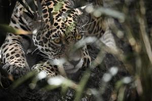 jaguar deitado atrás da grama. pêlo manchado, camuflado à espreita. o grande felino é um predador. foto