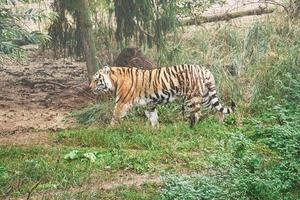 Tigre siberiano. gato grande elegante. predador em perigo. pele listrada branca, preta e laranja foto