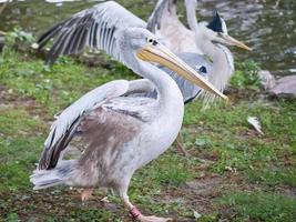 pelicano na água. plumagem cinza branca, bico grande, em uma grande ave marinha. animal foto