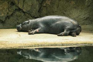 hipopótamo deitado com reflexo na água. o mamífero dorme. pequeno hipopótamo foto
