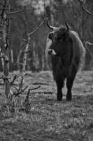 tiro preto e branco de gado das terras altas em um prado. chifres poderosos pele marrom. foto