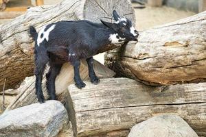 criança brincando no zoológico. interessante explora o ambiente. foto