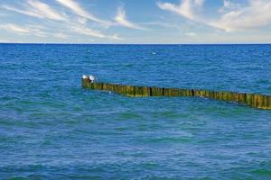 groynes projetando-se no mar Báltico. as gaivotas sentam-se nos groynes. paisagem à beira-mar. foto