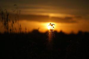 pôr do sol nos arredores de Berlim. plantas como silhueta em primeiro plano. foto