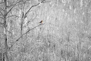 robin em um galho no parque nacional darss. plumagem colorida do pequeno pássaro canoro. foto