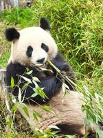 grande panda sentado comendo bambu. espécies em perigo. mamífero preto e branco foto