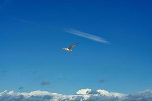 gaivota voando no céu sobre o mar báltico em zingst. foto