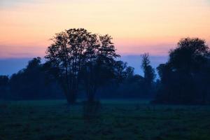 ao amanhecer, nascer do sol místico com uma árvore no prado na névoa. cores quentes da natureza. fotografia de paisagem em brandenburg foto