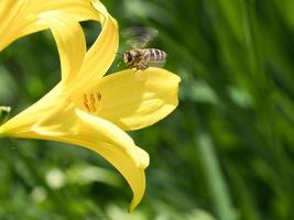 abelha coletando néctar em voo em uma flor de lírio amarelo. inseto ocupado. foto