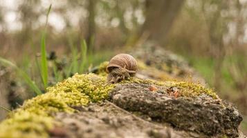 um caracol rastejando em uma planta. vagarosamente ele rasteja para a frente foto