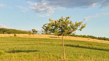 macieiras em um prado em frente a um campo em que fardos de palha. tempo de colheita foto