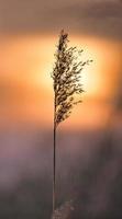 cana na luz solar laranja vermelha rosa. pôr do sol romântico. humor sonhador e calmo na natureza foto