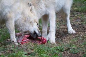 jovem lobo branco, levado no wolfspark werner freund enquanto se alimentava foto