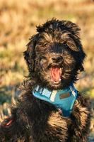 filhote de goldendoodle na cor preto e castanho. cão híbrido de golden retriever e poodle. foto