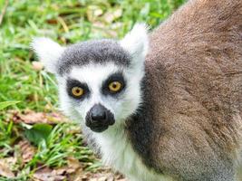 macaco maki no chão olhando para o espectador. interessados e brincalhões são os macacos pretos e brancos. foto