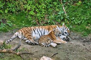 mãe tigre siberiano com seu filhote deitado relaxado em um prado. poderoso gato predador. foto