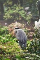 garça cinzenta senta-se em terra e descansa ao sol. um caçador elegante foto