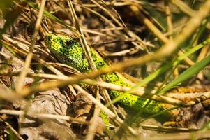 lagarto verde na capa com vista para o observador foto