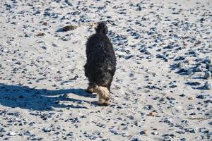 goldendoodle na praia do mar Báltico. o cão corre para o dono. foto