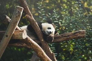panda gigante deitado em troncos de árvores no alto. mamífero ameaçado da China. natureza