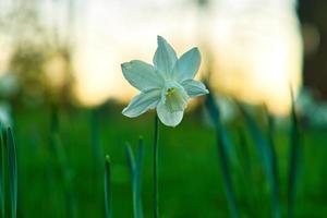 sino de páscoa, narciso em um prado verde. flor sazonal com flor branca. foto