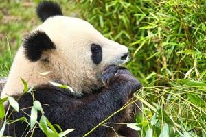 grande panda sentado comendo bambu. espécies em perigo. mamífero preto e branco foto
