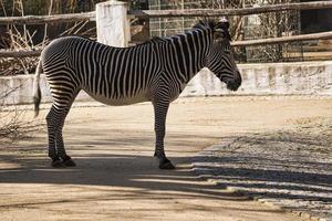 zebra do zoológico de berlim na alemanha foto