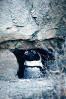 pinguim nas rochas. pequeno pássaro aquático. plumagem preta e branca de aves marinhas. animal foto