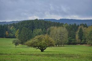 nas florestas do Sarre, prados e árvores solitárias em aparência de outono. foto