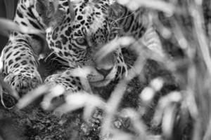 jaguar em preto e branco, deitado atrás da grama. pêlo manchado, camuflado à espreita. foto