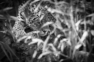 jaguar em preto e branco, deitado atrás da grama. pêlo manchado, camuflado à espreita. foto