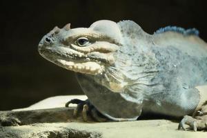 grande iguana deitado sobre uma pedra. pente espinhoso e pele escamosa. foto animal