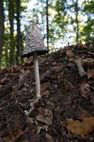 cogumelo na floresta decídua descoberto ao olhar. foto