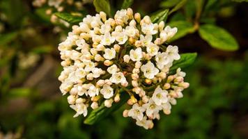 flor branca com belas pétalas representadas individualmente em um prado de flores. foto