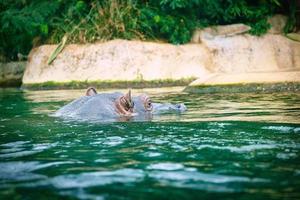 hipopótamo nadando na água. grande mamífero da África. animal vegano que come apenas grama foto