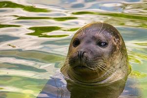 vista de perto da cabeça de uma foca marinha no zoológico de berlim. foto