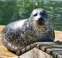 Foca do mar bonito no zoológico de berlim foto