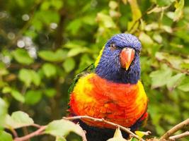 lorikeet também chamado de lori para abreviar, são pássaros parecidos com papagaios em plumagem colorida foto