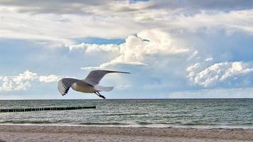 gaivota voando no céu sobre o mar báltico em zingst. foto